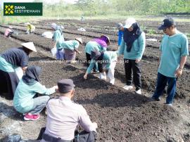 Penanaman Bawang Merah di Padukuhan Lemahbang Program BKK Kalurahan Pertanahan DAIS